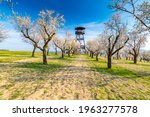 Lookout tower near Hustopece city, placed in blooming almond tree orchard. South Moravia region, Czech Republic. Spring weather during sunset.