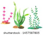 different types of seaweed.... | Shutterstock . vector #1457587805