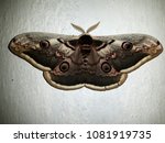 The Great Emperor Moth  The...