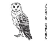Barn Owl Sketch Isolated On...
