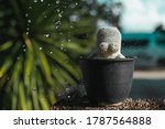 cactus mammillaria a cute tree... | Shutterstock . vector #1787564888