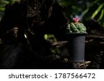 cactus coryphantha... | Shutterstock . vector #1787566472