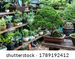 bonsai a small tree that has... | Shutterstock . vector #1789192412