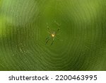  Giant Wood Spider In Its...