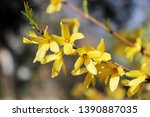 Yellow blooming Forsythia flowers in spring close up.Forsythia × intermedia, or border forsythia is an ornamental deciduous shrub of garden origin.