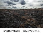 Scorched Earth  Spring Fires. A ...