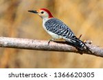 Male Red Bellied Woodpecker...