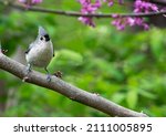 Front View Of Tufted Titmouse...