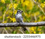 A Downy Woodpecker  Dryobates...