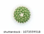 Top View Cactus Isolated On...