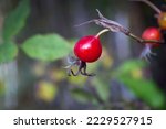 Rosehip bush and its fruits, rosehip harvesting, rosehip fruits for herbal treatment, ripe rosehip fruits, selective focus. Blurred background.