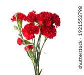 Beautiful Red Carnation Flowers ...