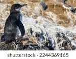 A Galapagos penguin standing on rocks in Tagus Cove on the island of Isabela (Isla Isabela) in the Galapagos, Ecuador.