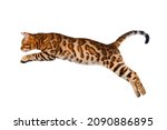 Adorable bengal cat jumping on...