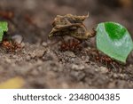 Small photo of Worker leafcutter ant [Atta cephalotes] cutting a leaf of Arachis pintoi, an inedible peanut. Between her jaws she has a drop of liquid, the purpose of which is still under discussion among scientists