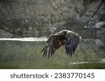 Small photo of White Tailed Eagle (Haliaeetus albicilla) in flight. Also known as the ern, erne, gray eagle, Eurasian sea eagle and white-tailed sea-eagle. Wings Spread. Poland, Europe. Birds of prey.