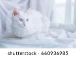 White Cat With Different...