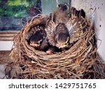 A Nest Of American Robin New...