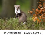 Small photo of European pine marten (Martes martes), known most commonly as the pine marten in Anglophone Europe, and less commonly also known as pineten, baum marten, or sweet marten
