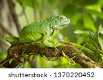 Green Iguana  Also Known As The ...