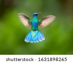 Sparkling violetear  colibri...