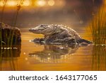Mugger crocodile  crocodylus...