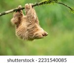 Small photo of Hoffmann's two-toed sloth (Choloepus hoffmanni), also known as the northern two-toed sloth is a species of sloth from Central and South America.