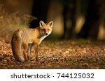 Red fox. the species has a long ...