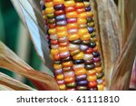 Husk Of Colorful Indian Corn...
