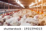 White chicken in smart farming...