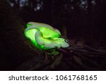 Ghost mushroom found along Box vale walking track Mittagong, Australia 04-April-2018 with very little rain its been hard to find this year but have seen several during the day along nattai river. 