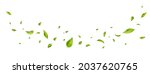 green flying leaves on long... | Shutterstock .eps vector #2037620765
