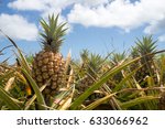 Pineapple Field In Maui  Hawaii