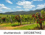 Vineyard at the Hunter Valley, is a region of New South Wales, Australia, with red rose bushes, cotton-like clouds and blue sky