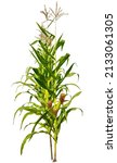Corn Plant Growing Isolated On...