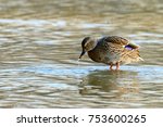 Small photo of One female mallard duckin the water, with water droping from its beak.