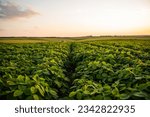 Close up soy bean leaves on a...