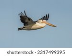 Pelican flying in the winter...