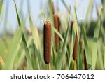 Bulrushes  Or Cattails  On A...