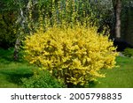 Forsythia flowers in front of with green grass and dark green bushes. Golden Bell, Border Forsythia (Forsythia x intermedia, europaea) blooming in spring garden bush