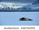 Crabeater Seal Lounging In...
