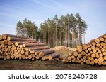 Deforestation, forest destruction. Timber harvesting. Pile, stack of many sawn logs of pine trees