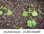 Hail after hailstorm on soil ground in garden with little young cucumber plants. Ice balls after spring thunderstorm