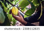 Small photo of The hands of a cocoa farmer use pruning shears to cut the cocoa pods or fruit ripe yellow cacao from the cacao tree. Harvest the agricultural cocoa business produces.