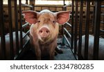 Small photo of Portrait of cute breeder pig with dirty snout, Close-up of Pig's snout.Big pig on a farm in a pigsty, young big domestic pig in stable