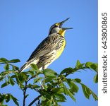 Small photo of Western meadowlark singing in a tree