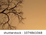 Dry Tree And Golden Light