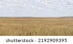 Small photo of panoramic scenery of savanna grassland ecology at Masai Mara National Reserve Kenya