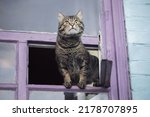 A Cute Tabby Cat Sits On The...