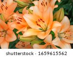 Orange Lily Flowers In The...